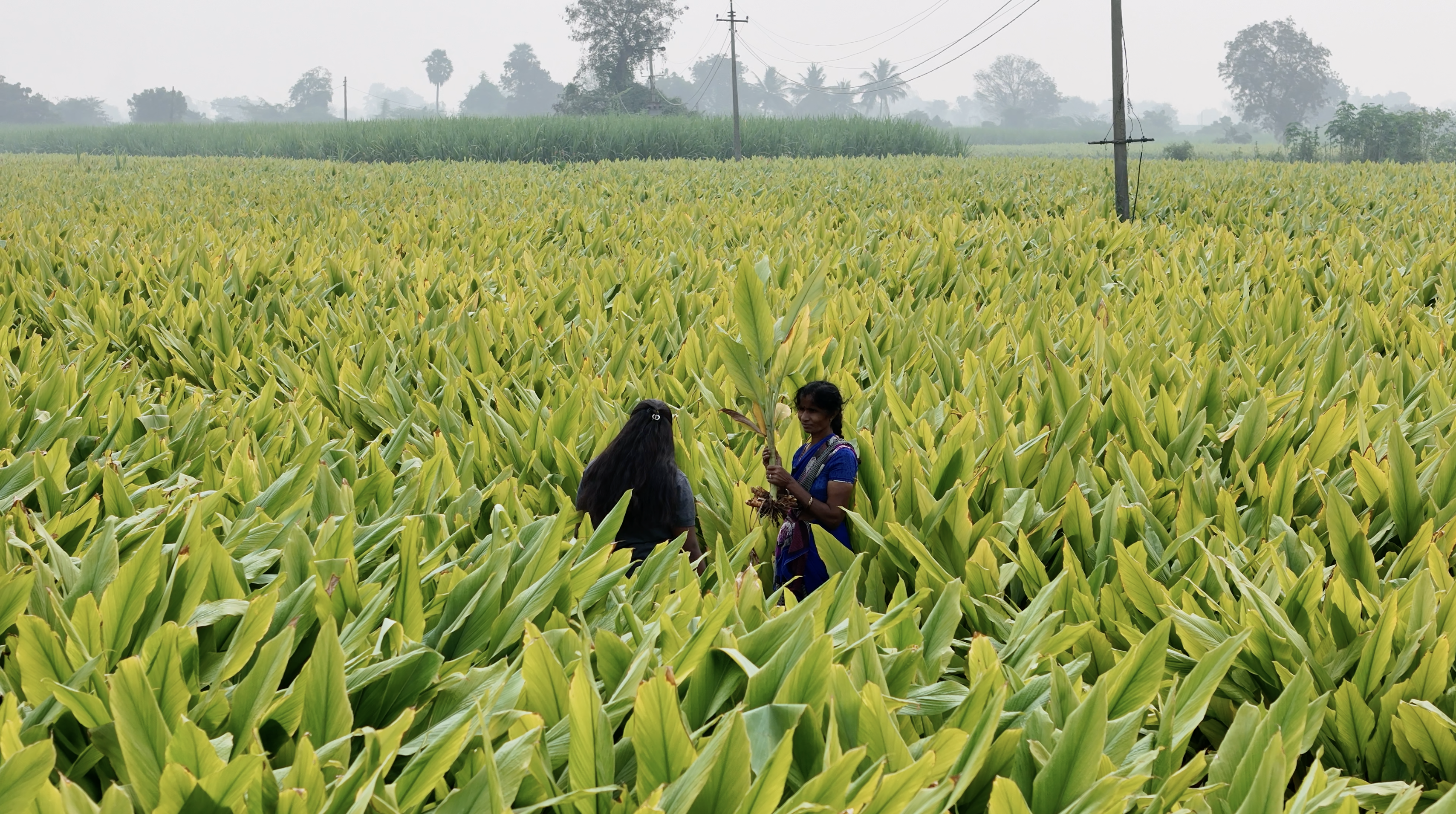 Conversations with a Woman Farmer to understand her socio-economic condition
