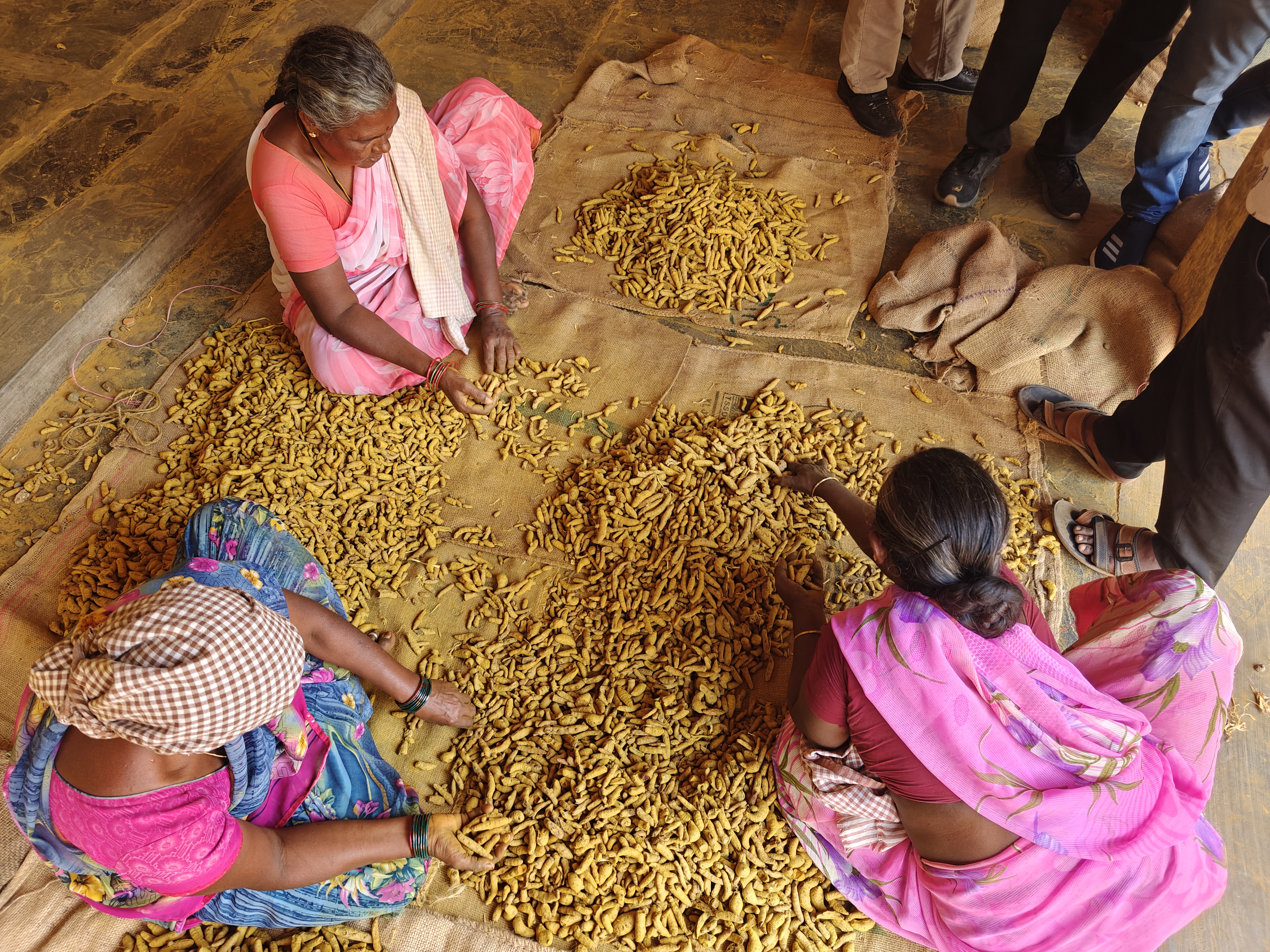 Women Sorting Turmeric in a Turmeric Mandi